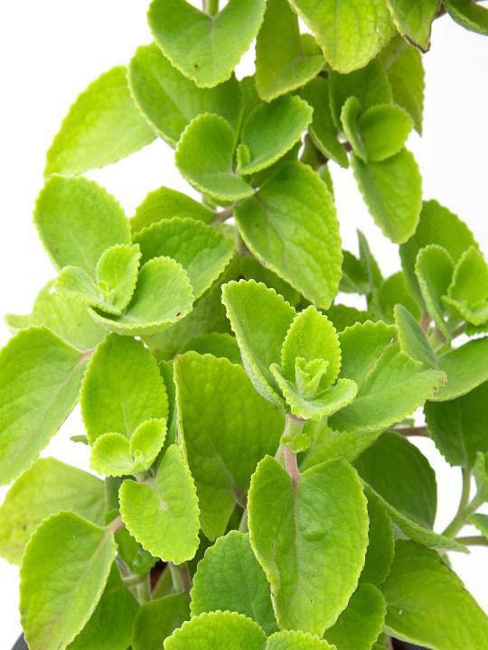 Ajwain Plant in 4 inch pot