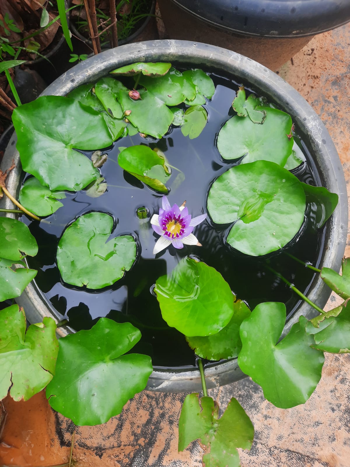 water lily blue flower in 16inch black water pot (with or without flowers)