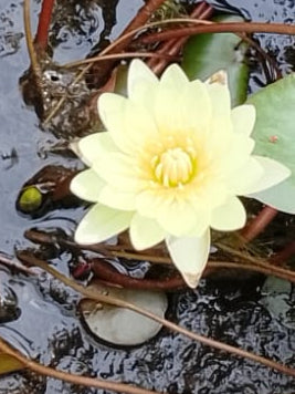 water lily Yellow flower and green-brown leaves in 16inch black water pot (with or without flowers) (Copy)