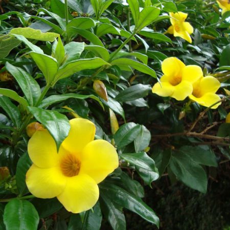 Tecoma Yellow Bell Flower Creeper in 4.5inch nursery pot