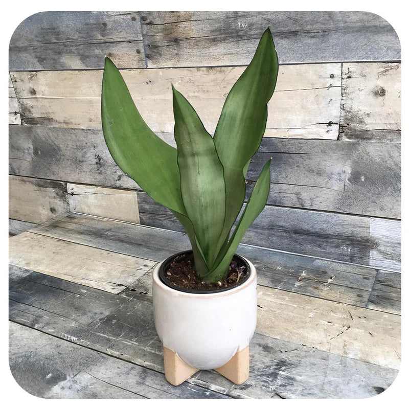 Snake Plant Moonshine in 4inch pot