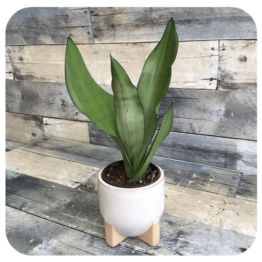 Snake Plant Moonshine in 5inch pot