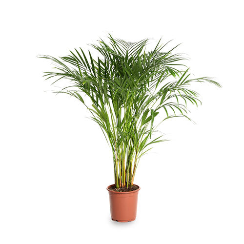Areca Palm big in 10inch pot