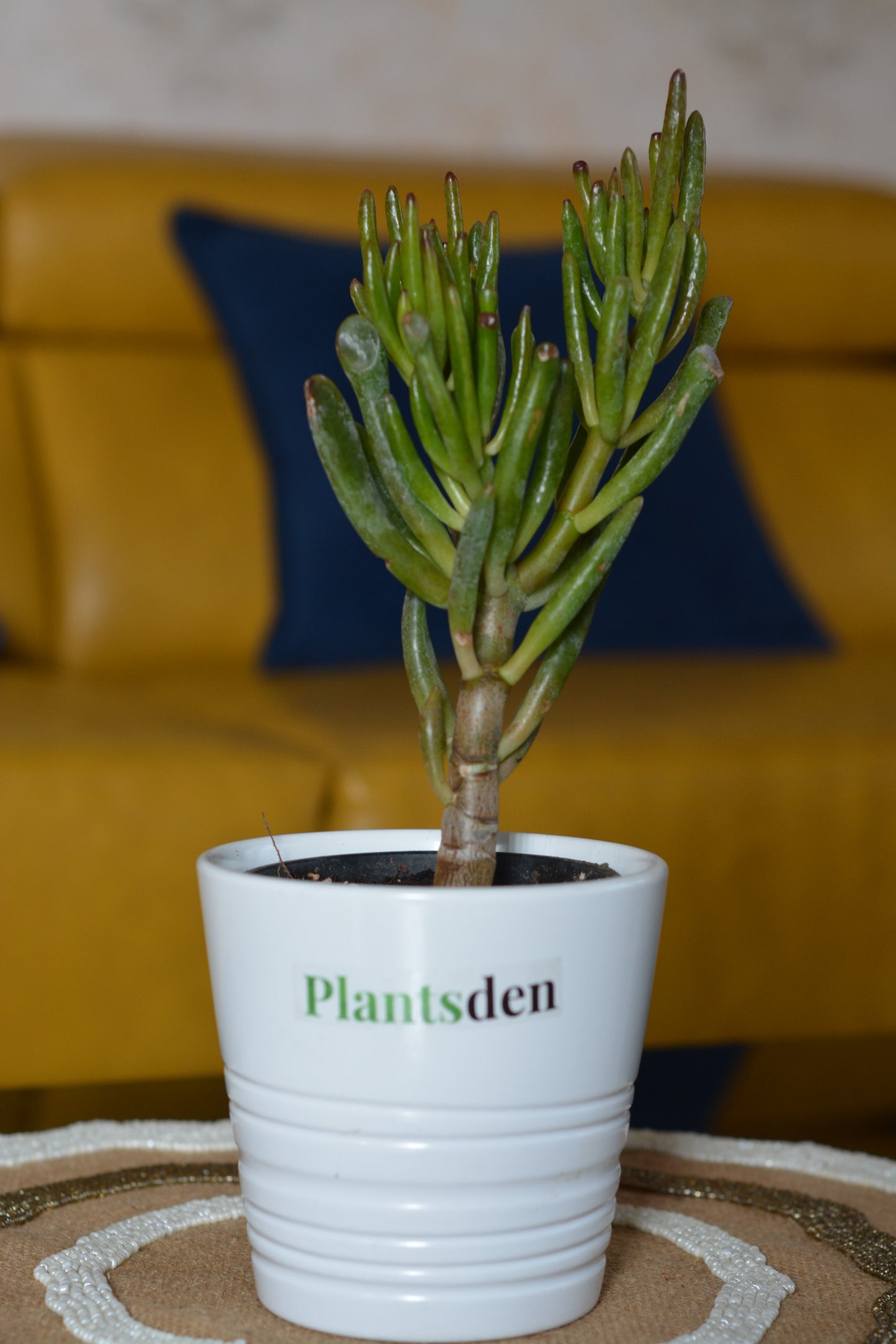 Jade Crasulla Ovata Gollum