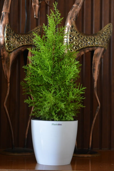 Golden Cypress plant 5inch pot- 1ft+ height