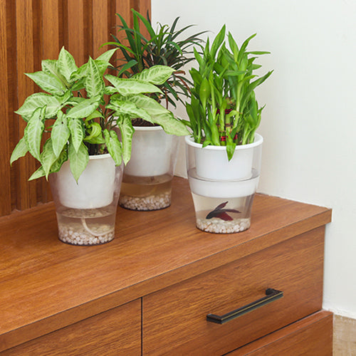 Clear pot self watering planter