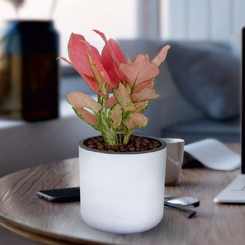 Lorenzo self watering planter