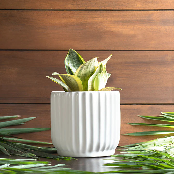 Harla Phoenix planter