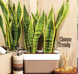 Arty rectangle planter dual colour (Assorted colour)