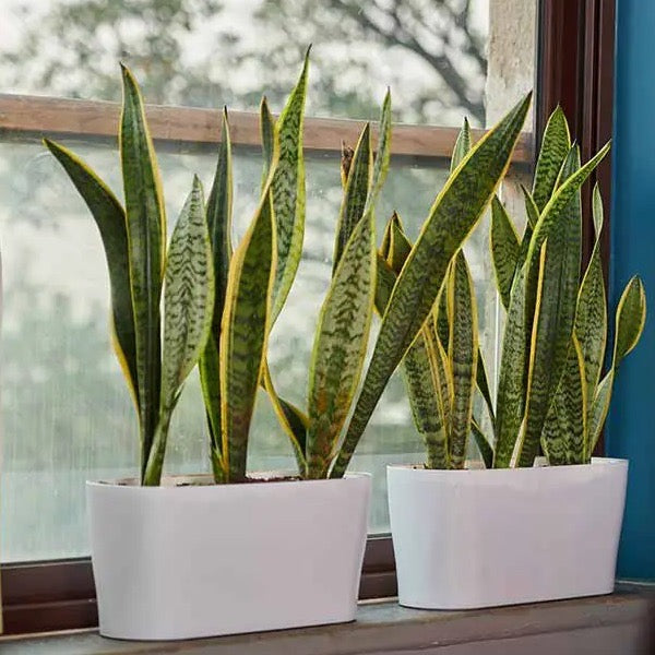 Florida planter