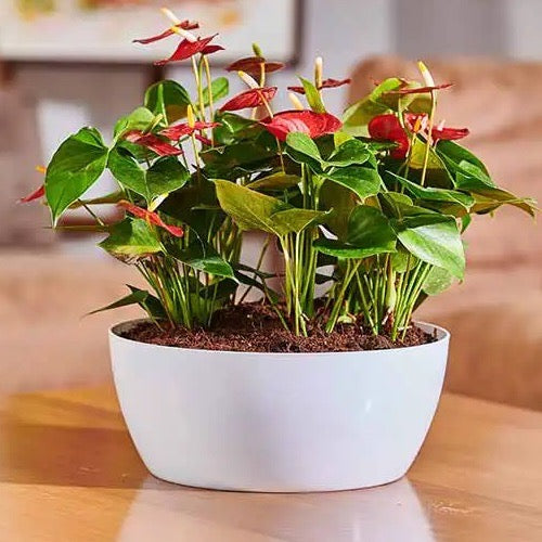 Geneva round planter