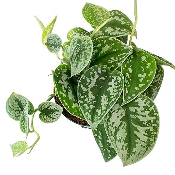 Satin Money Plant