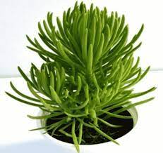 Succulent Bush Senecio