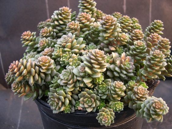 Cremnosedum little gem small in 3 inch pot