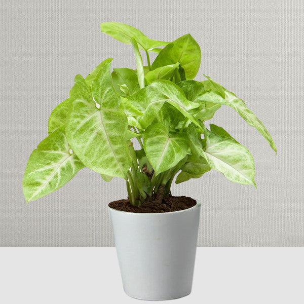 Syngonium green