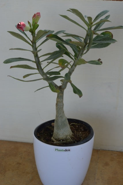 Adenium or desert rose (Any color)