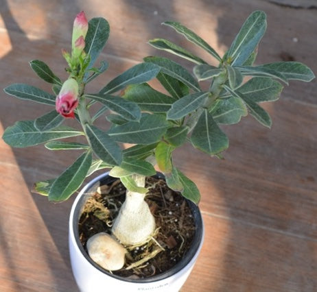 Adenium or desert rose (Any color)