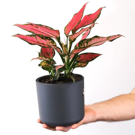 Aglaonema Red Plant