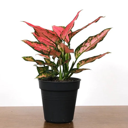 Aglaonema Red Plant
