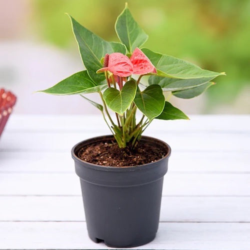 Anthurium red plant in 5inch pot