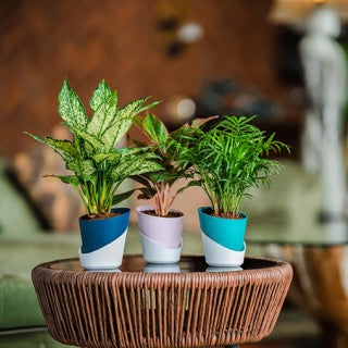 Atlantis self watering planter (Assorted colour) - Set of 3