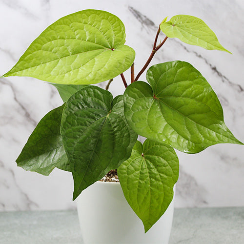 Betel Leaf plant bushy in 5inch pot (Magai Pan)