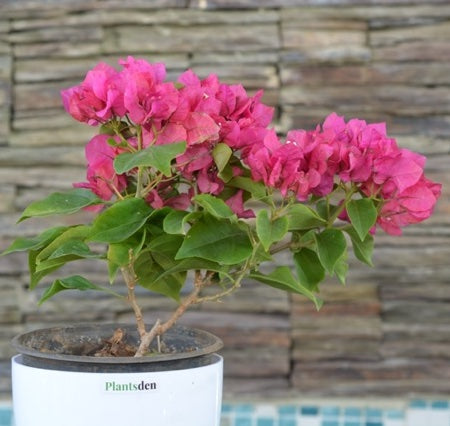 Bougainvillea in 5inch pot