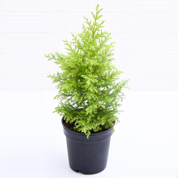 Golden Cypress plant 5inch pot- 1ft+ height