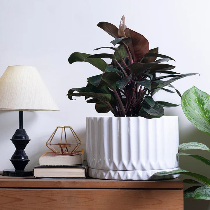 Harla Fleeting Bliss planter