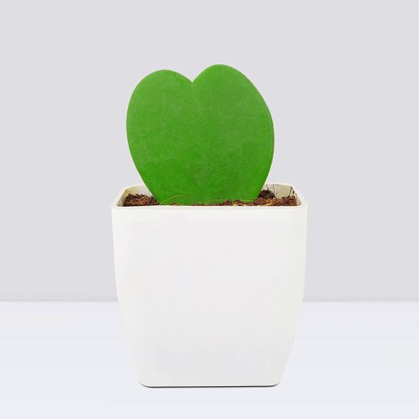 Hoya Heart Plant