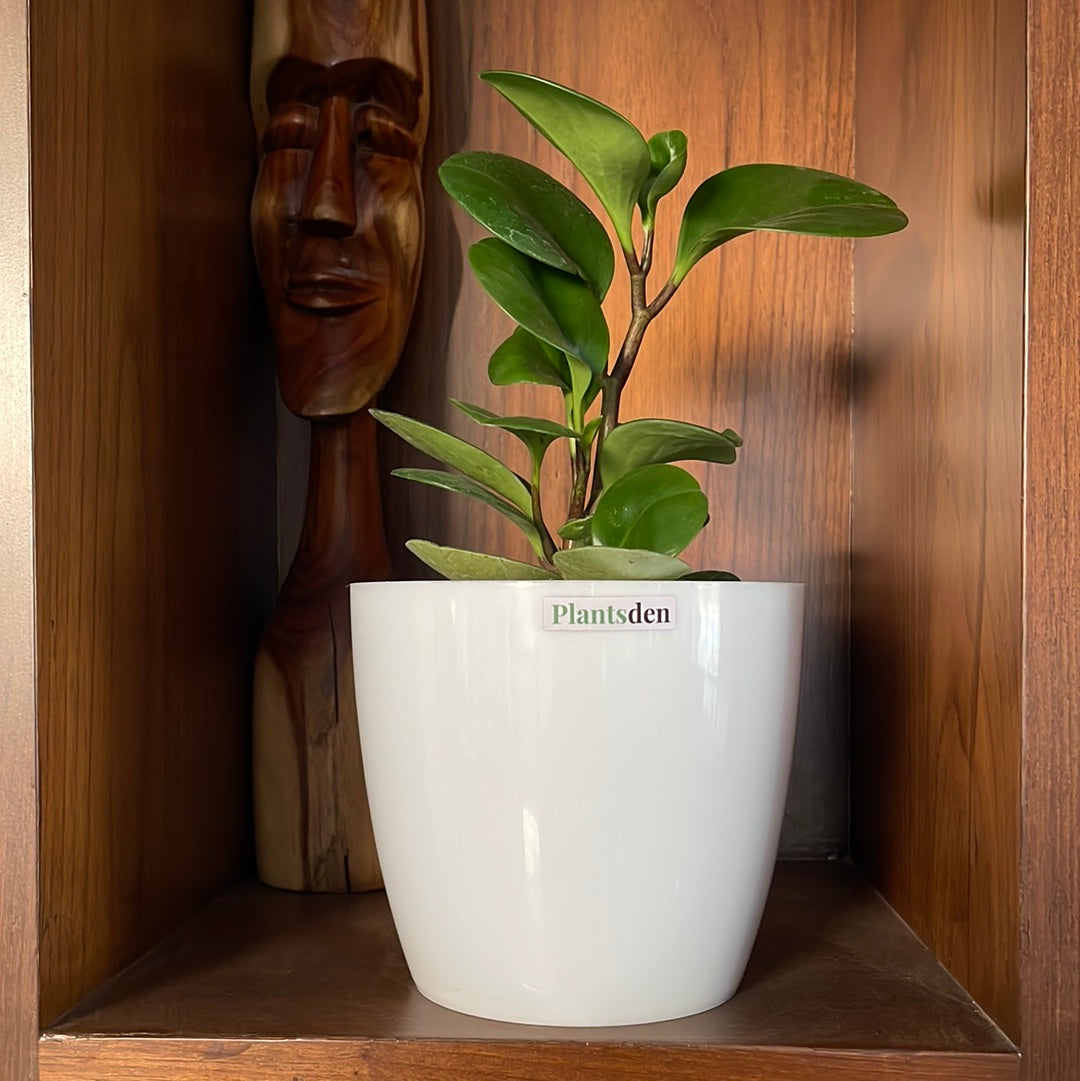Peperomia Green Plant