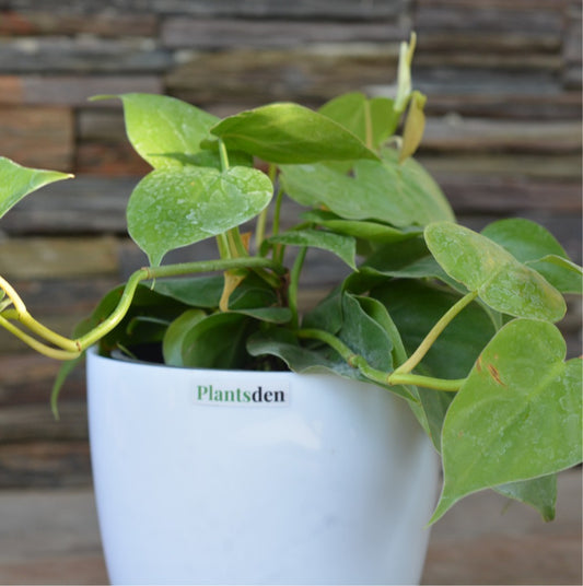 Philodendron Scandens green