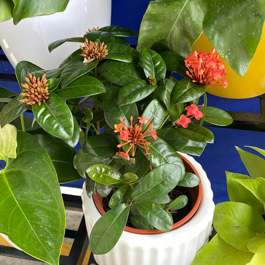 Ixora Hybrid in 5inch nursery pot