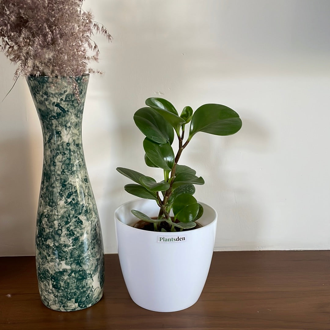 Peperomia Green Plant in 4inch nursery pot