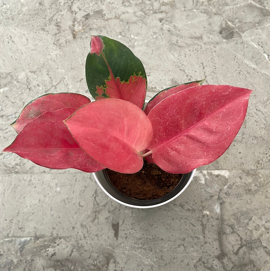 Aglaonema Pink Plant