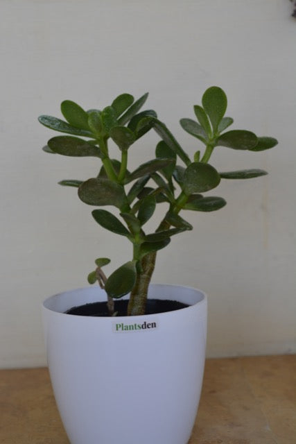 Jade Crassula Ovata