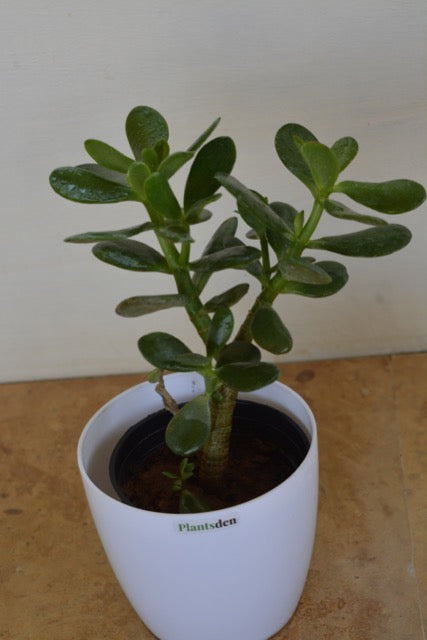 Jade Crassula Ovata