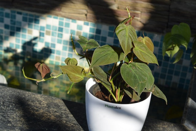 Philodendron Micans (Money plant black) in 4inch pot