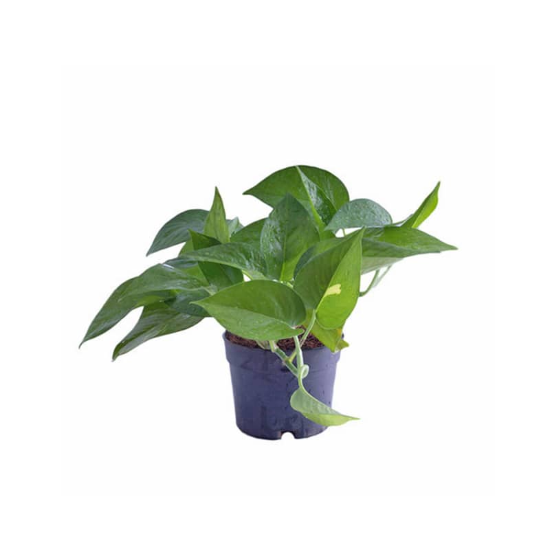 Money plant green in 4 inch nursery pot