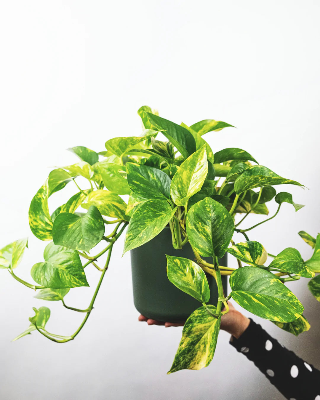 Money Plant Marble in 4inch nursery pot