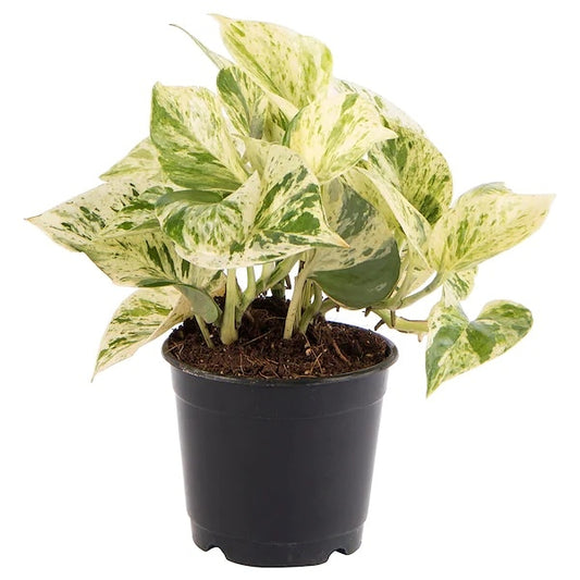 Money Plant Marble in 4inch nursery pot