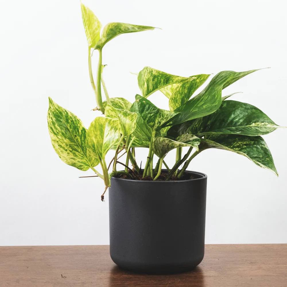 Money Plant Marble in 4inch nursery pot