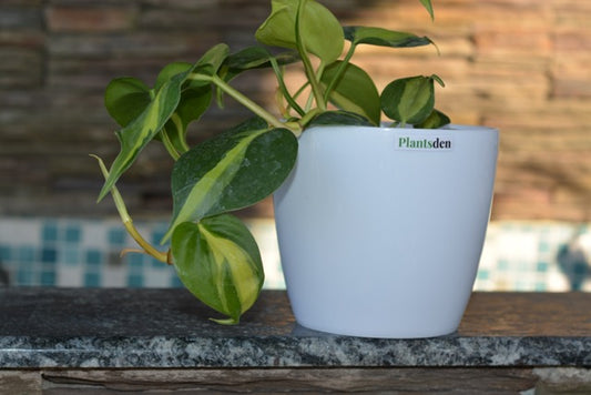 Money plant variegated