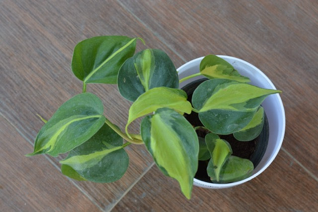 Money plant variegated
