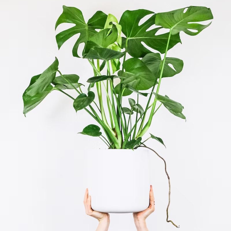 Monstera Deliciosa in 7inch pot
