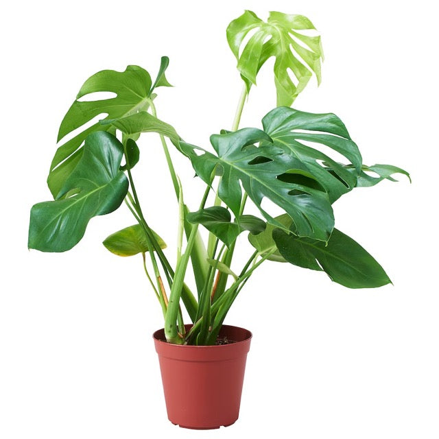 Monstera Deliciosa in 7inch pot
