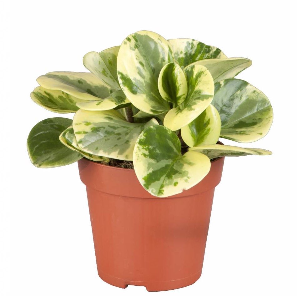 Peperomia Variegated Plant