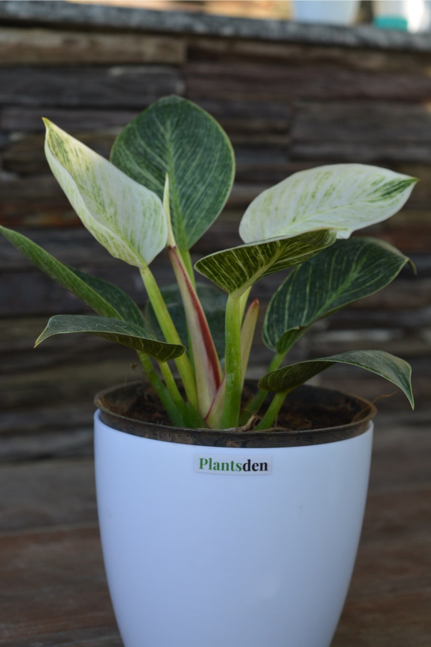 Philodendron Birkin Plant