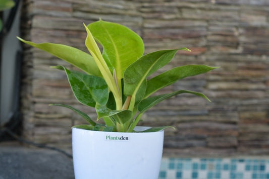 Philodendron Gold in 4inch pot