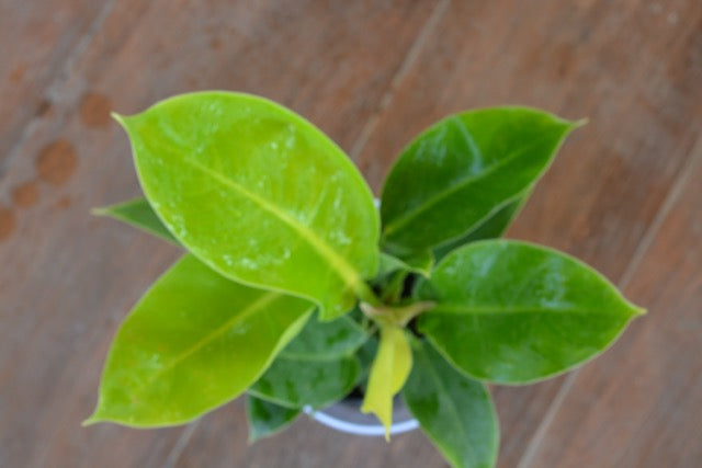 Philodendron Gold
